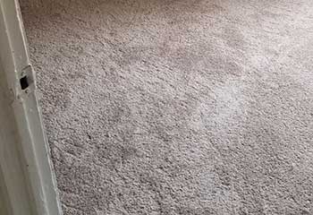 Pet Stain Carpet Cleaner - Oakwood