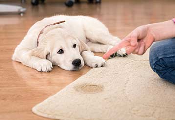 How Pet Urine Affects Your Carpet | Venice, CA