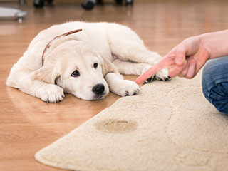 How Pet Urine Affects Your Carpet | Venice, CA