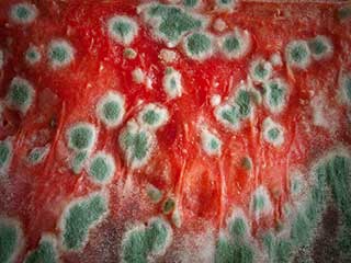 Mold Removal | Carpet Cleaning Venice Affordable Mold Removal | Carpet Cleaning Venice, CA